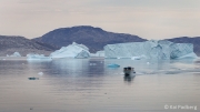 Iceberg Cruising