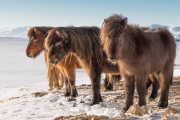 Icelandic horses