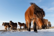 Icelandic horses