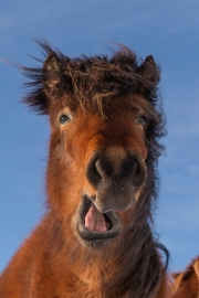 Foreign language (Icelandic horse)