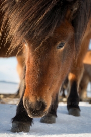 Windy (Icelandic horse)