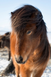 Shy (Icelandic horse)