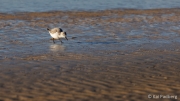 Kniepsand breakfast - sanderling