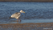 Searching for food - European herring gull