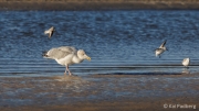Kniepsand breakfast - European herring gull, sanderlings