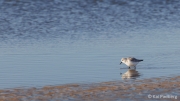 Kniepsand breakfast - sanderling