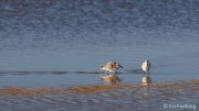 Jealousy aboud food - sanderlings