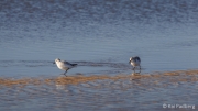 Jealousy aboud food - sanderlings