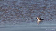 Morning bath - dunlin