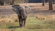Elephant crossing (Lower Zambezi National Park)