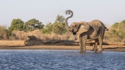African elephant (Mana Pools National Park)