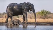 Mother and calf (Mana Pools National Park)
