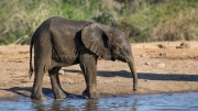 African elephant (Mana Pools National Park)
