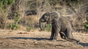 Young African elephant's exercise (Mana Pools National Park)