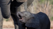 Thirsty (Mana Pools National Park)