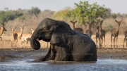 Shared bath, African elephant and impalas (Mana Pools National Park)