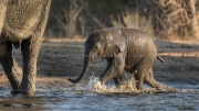 Calf bathing (Mana Pools National Park)