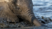 Calf bathing (Mana Pools National Park)