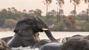 Elephants crossing the Zambezi (Mosi-oa-Tunya National Park)