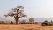 Baobab (Lower Zambezi National Park)
