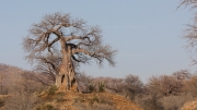 Baobab (Mana Pools National Park)