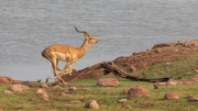 Impala on the run (Matusadona National Park)