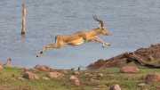 Impala on the run (Matusadona National Park)