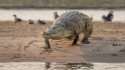 Crocodile action (Lower Zambezi)