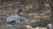 Spotted hyena (Nsefu Sector)