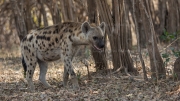 Spotted hyena (Nsefu Sector)