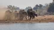 African buffalos stampede (Mana Pools National Park)
