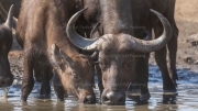 African buffalos (Mana Pools National Park)