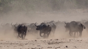 African buffalo stampede (Mana Pools National Park)