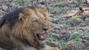 Lion (South Luangwa National Park)