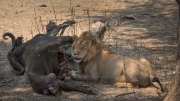 Lunchtime (Lower Zambezi National Park)