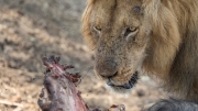 Lunchtime (Lower Zambezi National Park)
