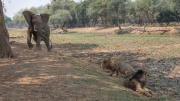 Encounter of an elephant and lions (Lower Zambezi National Park)