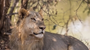 Lion (South Luangwa National Park)