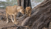 Lions - mother and child (South Luangwa National Park)