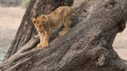 Lion's lookout (South Luangwa National Park)