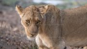 Lion (South Luangwa National Park)