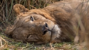 Lion (Lower Zambezi National Park)