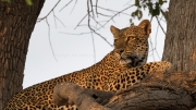 Leopard (Nsefu Sector)