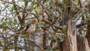 Red-headed weaver (Matusadona National Park)