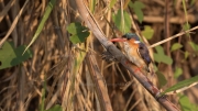 Malachite kingfisher (Lower Zambezi)