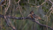 Giant kingfisher (Mosi-oa-Tunya National Park)
