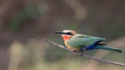 White-fronted bee-eater (Lower Zambezi)