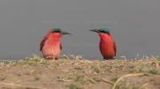 Southern carmine bee-eaters (Nsefu Sector)