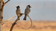 Dark-capped bulbuls (Matusadona National Park)