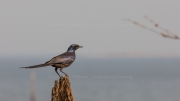 Meves's glossy-starling (Matusadona National Park)